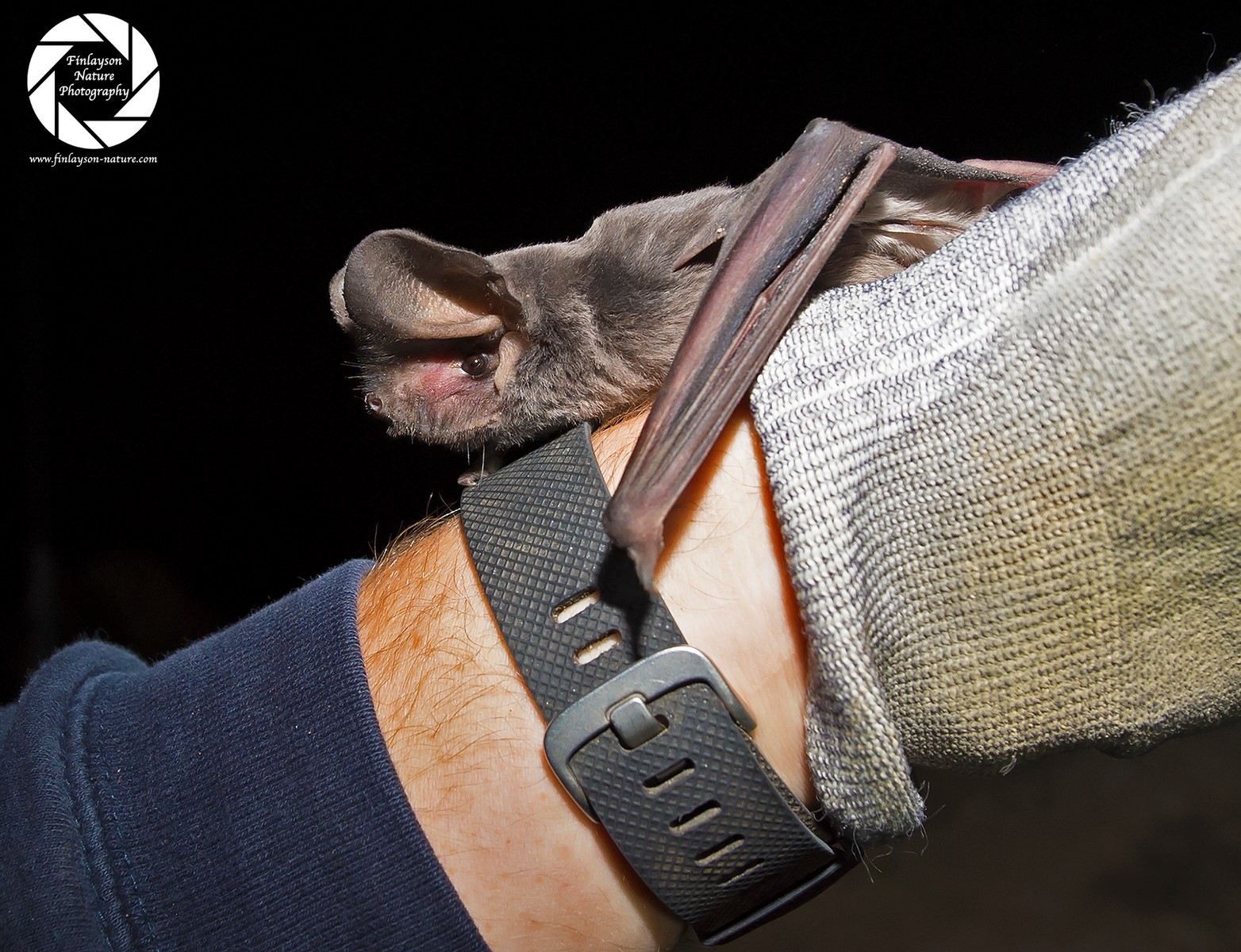 562.4 The European Free-tailed Bat.jpg